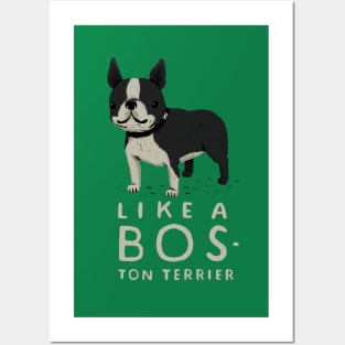 like a bos-ton terrier Posters and Art